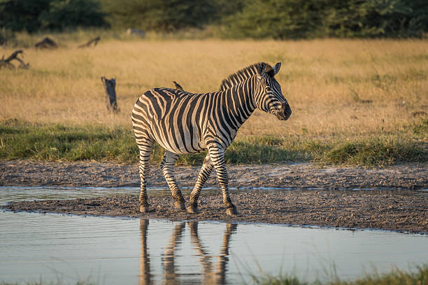 istock Burchell's zebra with yellow-billed oxpecker beside river 538168716