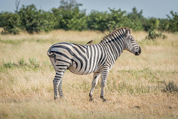 istock Burchell's zebra with yellow-billed oxpecker on back 538168826
