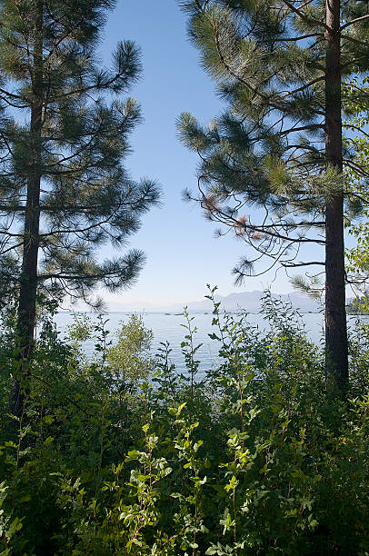Shoreline trees framing an early morning view of Lake Tahoe