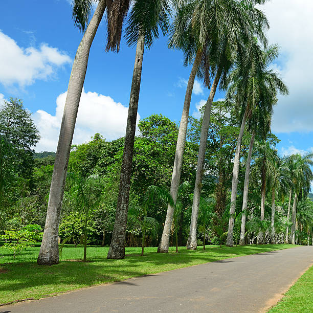 istock Tall palm trees in the park 538170676