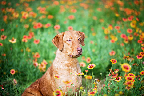 istock Dog: Retriever sitting in a flower field 538171098