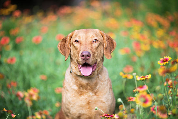 Dog: Retriever Sitting in a Flower Field