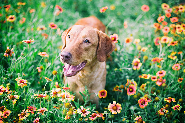istock Dog: Retriever Standing in a Flower Field 538171298