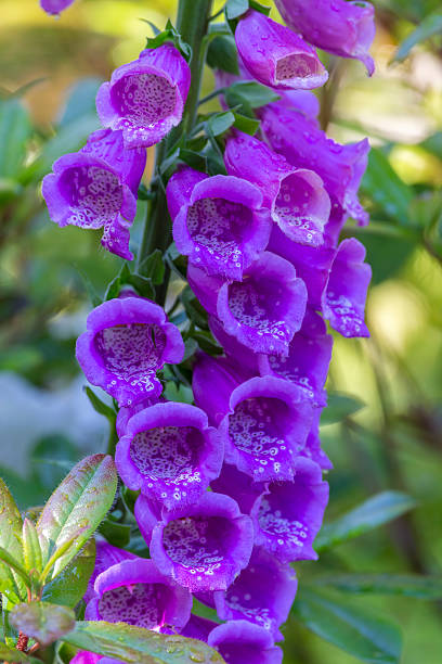 istock Foxgloves in Golden Gate Park, San Francisco 538172702