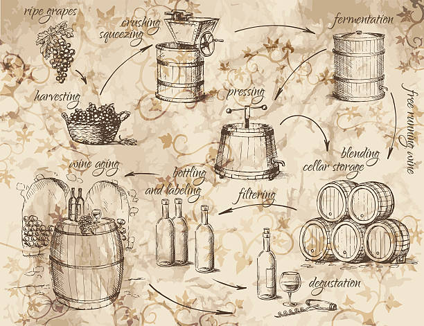 와인 생산 방식 - bottling plant winery wine industry stock illustrations