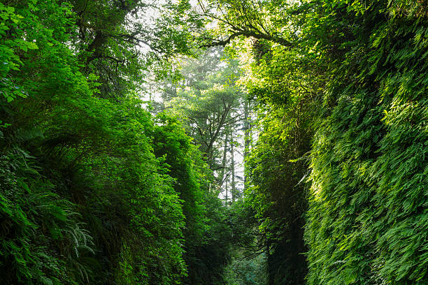 Fern Canyon, California, United States - May 6th, 2022: A family hiking through fern canyon with walls of ferns, a beautiful site in prairie creek redwoods state park, California, United States.