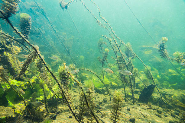 unterwasser-flusslandschaft mit kleinen fischen - algae slimy green water stock-fotos und bilder
