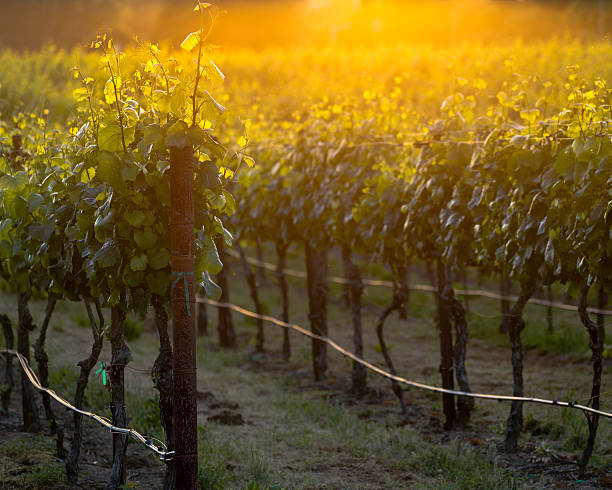 이 글로잉 vines) 는 내퍼 포도원입니다 일몰 - vineyard napa valley agriculture sunset 뉴스 사진 이미지
