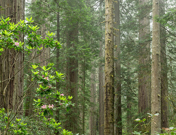 istock Redwoods Forest in fog. 538175592