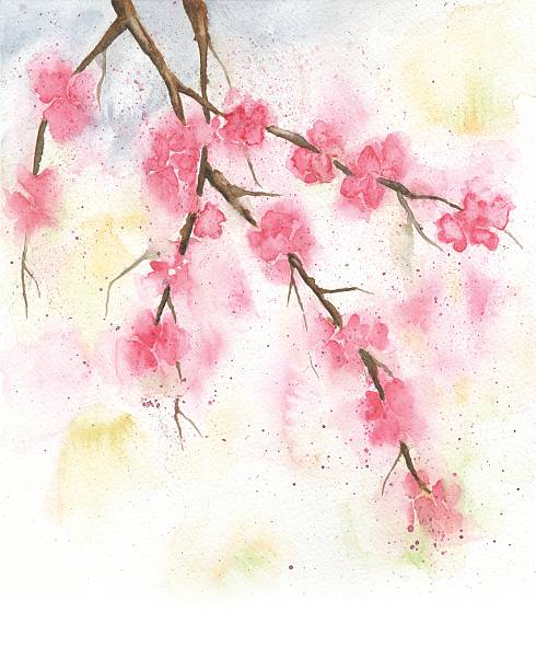 akwarela z wiśnia kwiaty, ilustracja wiosny - rose bouquet flower single flower stock illustrations