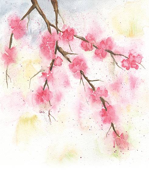 istock Watercolor Painting of Cherry Blossoms, Spring Illustration 538175976