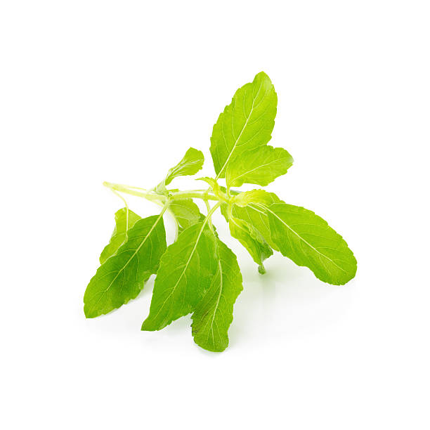 istock Fresh basil leaves in closeup 538178328