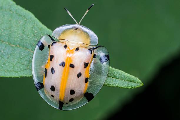 istock Yellow transparent ladybird in close up 538178406