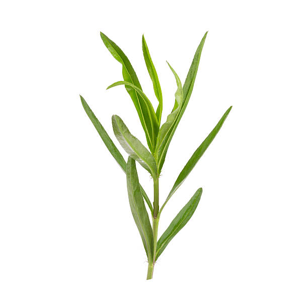 istock Tarragon herbs close up isolated on white 538178472