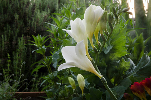 freesias en el jardín - funnel shaped fotografías e imágenes de stock