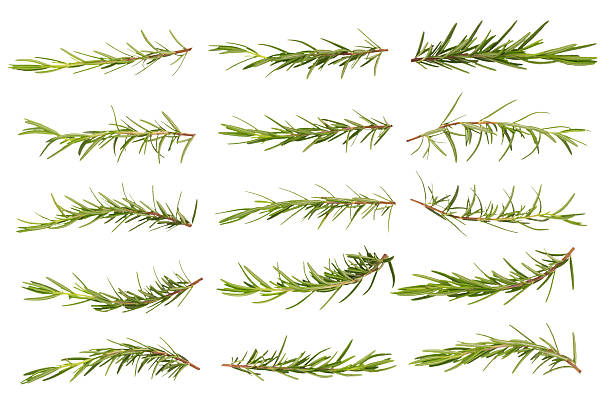 istock rosemary isolated on white background 538179418