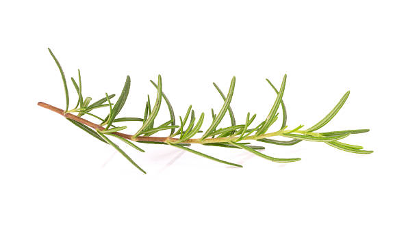 istock rosemary isolated on white background 538179448