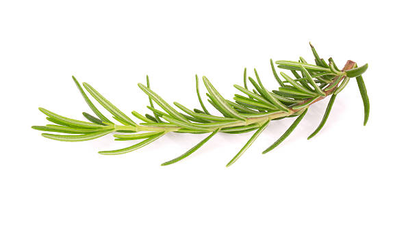 istock rosemary isolated on white background 538179570
