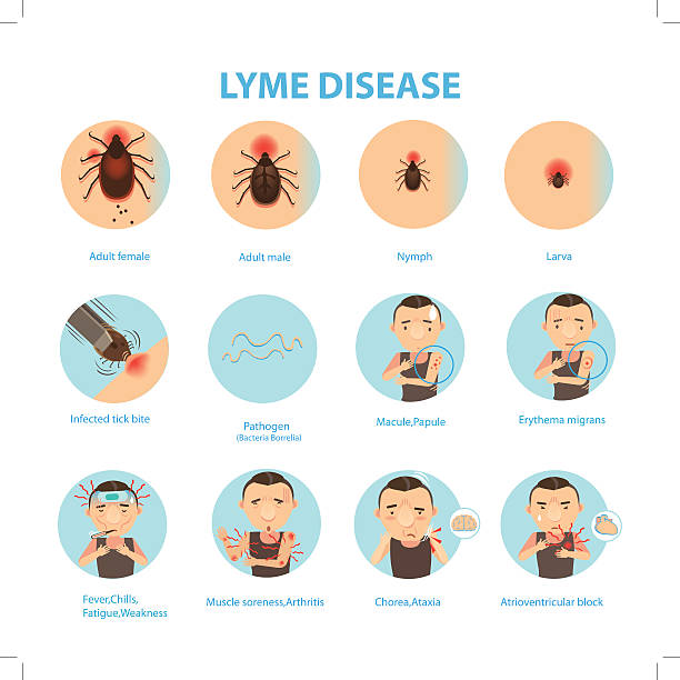 Lyme disease Patients lyme disease and ticks. vector illustration tick animal stock illustrations