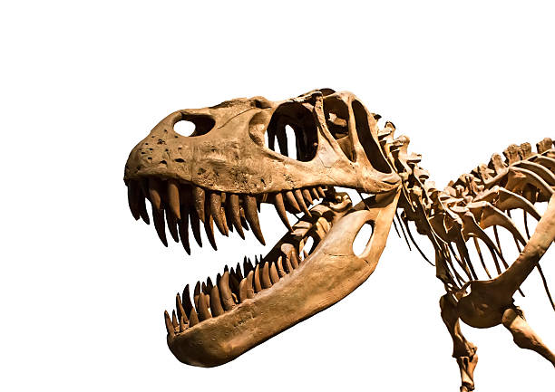 Tyrannosaurus Rex skeleton Tyrannosaurus Rex skeleton jurassic photos stock pictures, royalty-free photos & images