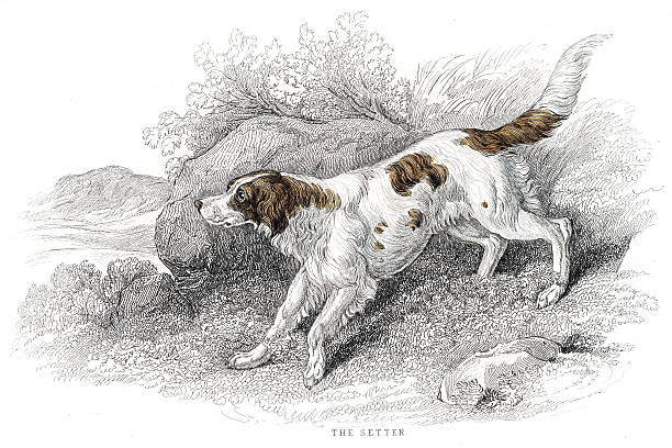 Setter dog engraving 1840 The Naturalist's Library by William Jardine irish setter stock illustrations
