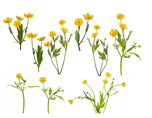 istock group of isolated yellow buttercups 538180281