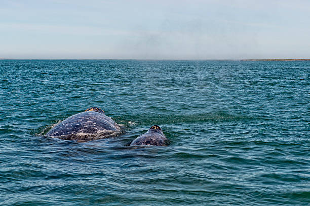istock grey whale mother and calf in the Pacific ocean 538180913