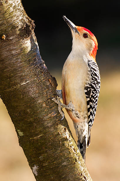 istock Red-bellied Woodpecker 538181051