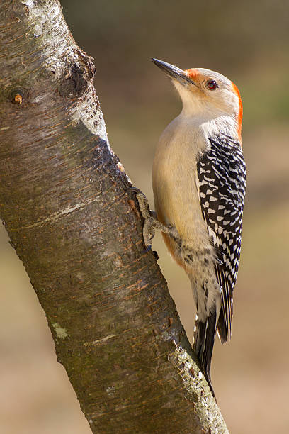 istock Red-bellied Woodpecker (female) 538181053
