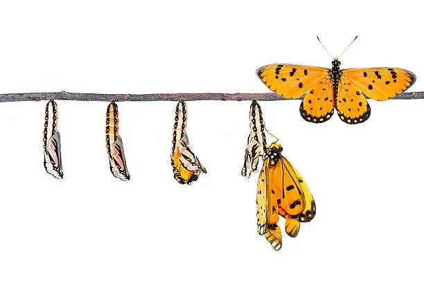 Life cycle of Tawny Coster transform from caterpillar to butterfly on white