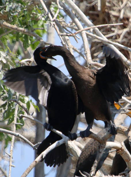 istock Double-crested Cormorant Feeding its Baby 538181648