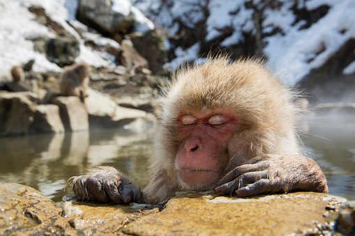 Snow monkey in a natural onsen (hot spring), Jigokudani Park near Yudanaka, Japan