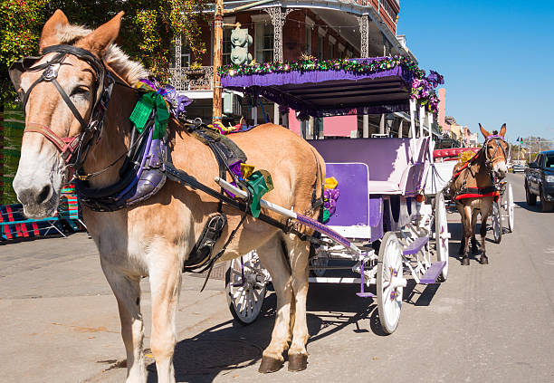 istock New Orleans Mule Drawn Carriages 538182243