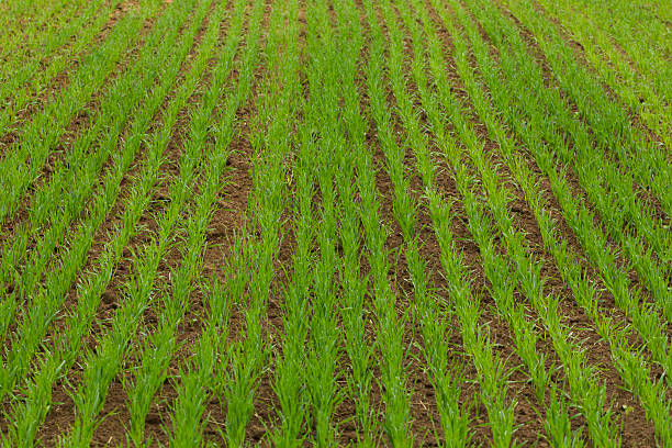 istock Sown Farm Field 538182398