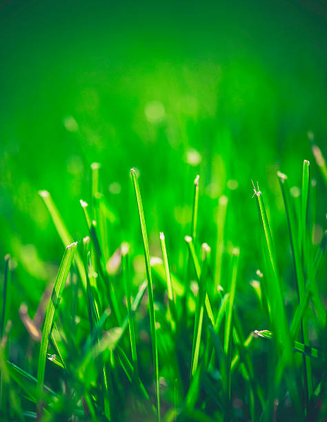 istock Freshly cut summer grass in back yard lawn 538182702