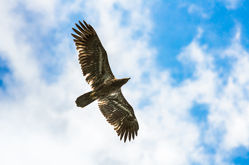 Gorgeous Eagle