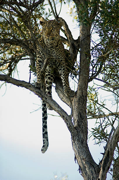 istock Leopard on a tree, Masai Mara Game Reserve, Kenya 538183576