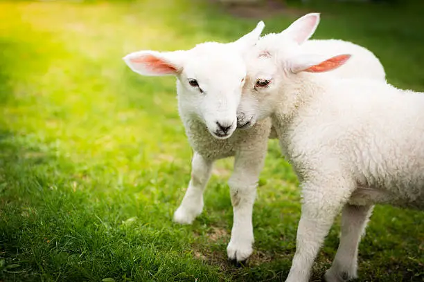 Photo of Two lambs cuddling on the green field
