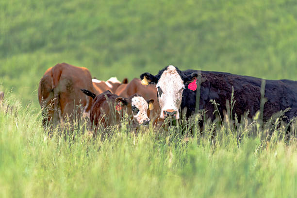 Cow moos in center of frame, while other cows look at the camera; Gage County, Nebraska