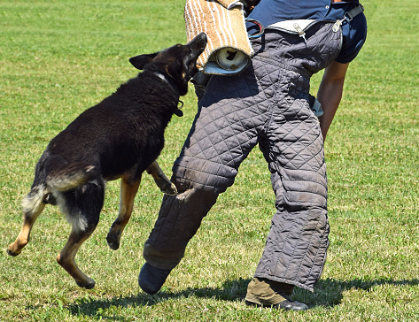 Police dog in training at a drill