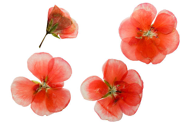 istock Pressed and dried delicate pink flowers geranium 538188014