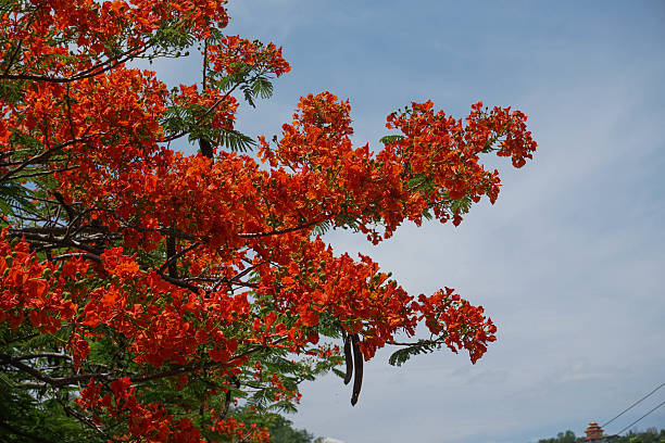 istock Red flowers against the sky 538188868