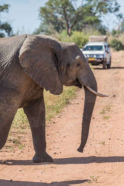 istock Close-up of elephant crossing track before jeep 538188966