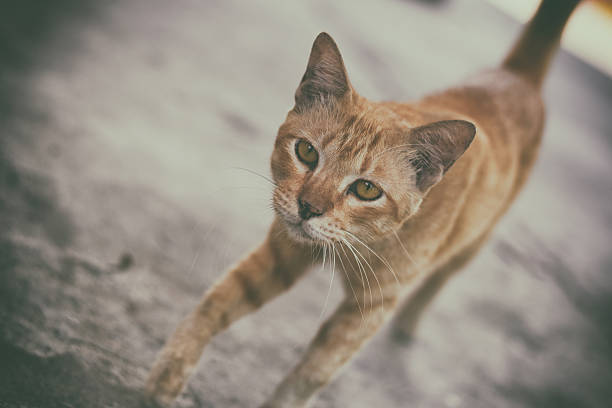 istock close up stray cat on street park with vintage filter 538189032