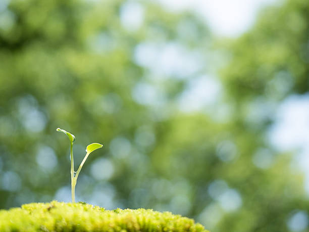 istock Seedlings in the fresh green 538190632