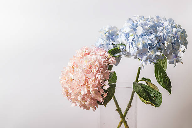 flowers  close up