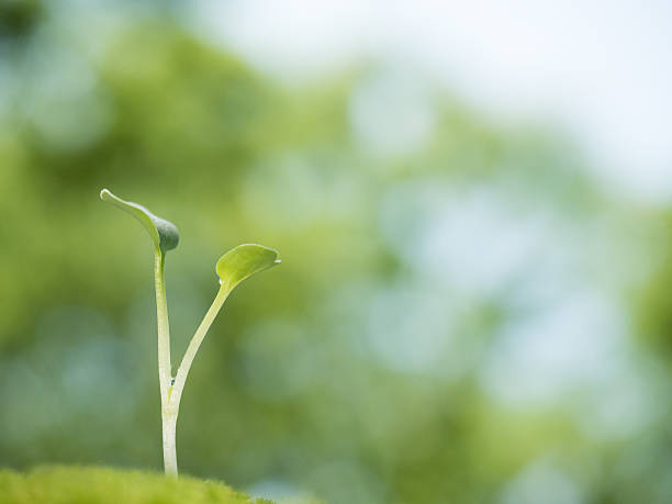 istock Seedlings in the fresh green 538190766