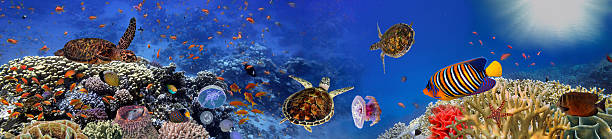 panorama sous-marin avec tortue, récif de corail et poissons - vitality sea aquatic atoll photos et images de collection