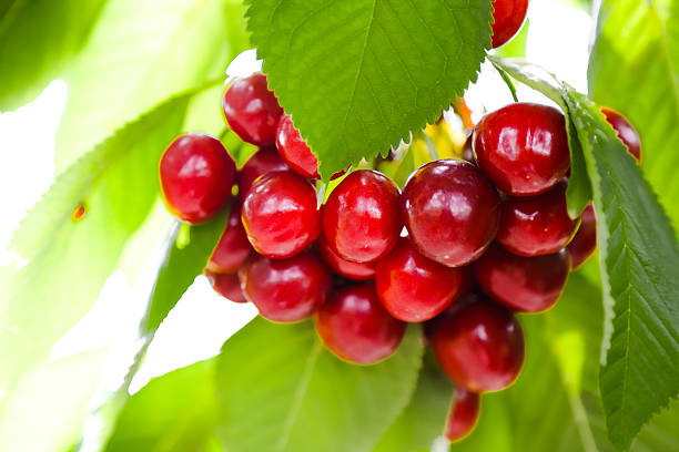 Bunch of fresh bright red mouth watering cherries taken in the spring sunshine ,still on the tree, surounded by green leaves.