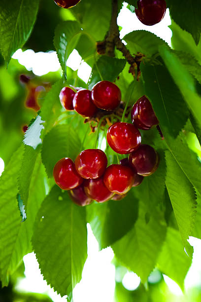 Bunch of fresh bright red mouth watering cherries taken in the spring sunshine ,still on the tree, surounded by green leaves.